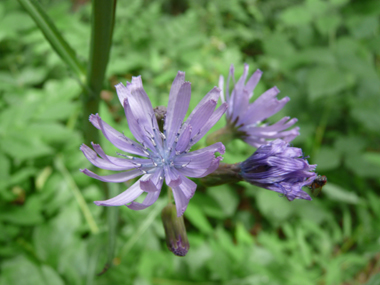 Fleurs bleu clair en corymbe de capitules et apparaissant de juillet à septembre. Agrandir dans une nouvelle fenêtre ou onglet)